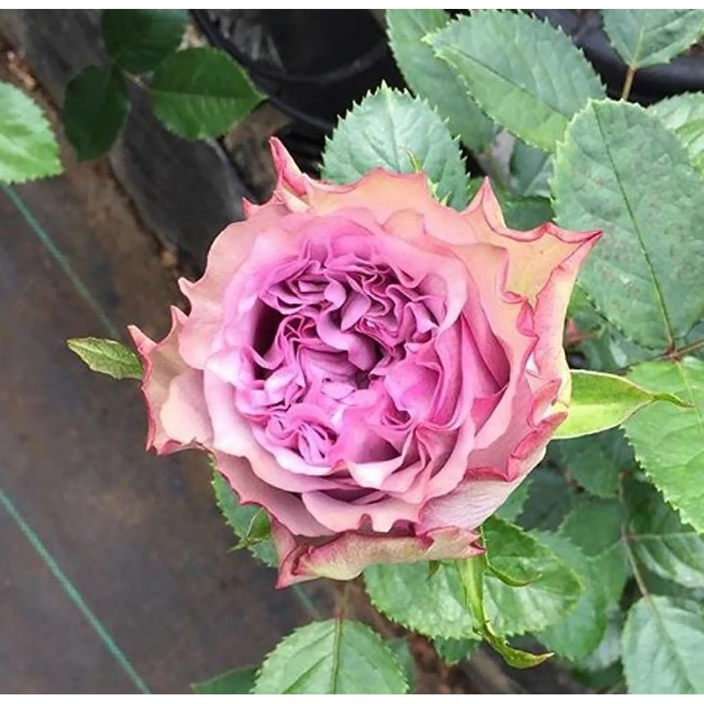 Tanaman Hidup Bunga Mawar DOLCETTO Berbunga Wangi & Bergaransi - Bunga Mawar Impor Hidup Dolcetto