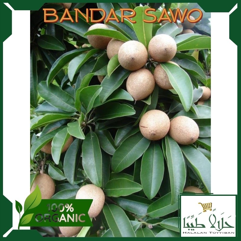 

BANDAR 1 kg sawo manila muda untuk herbal, buah sawo muda pentil sawo.