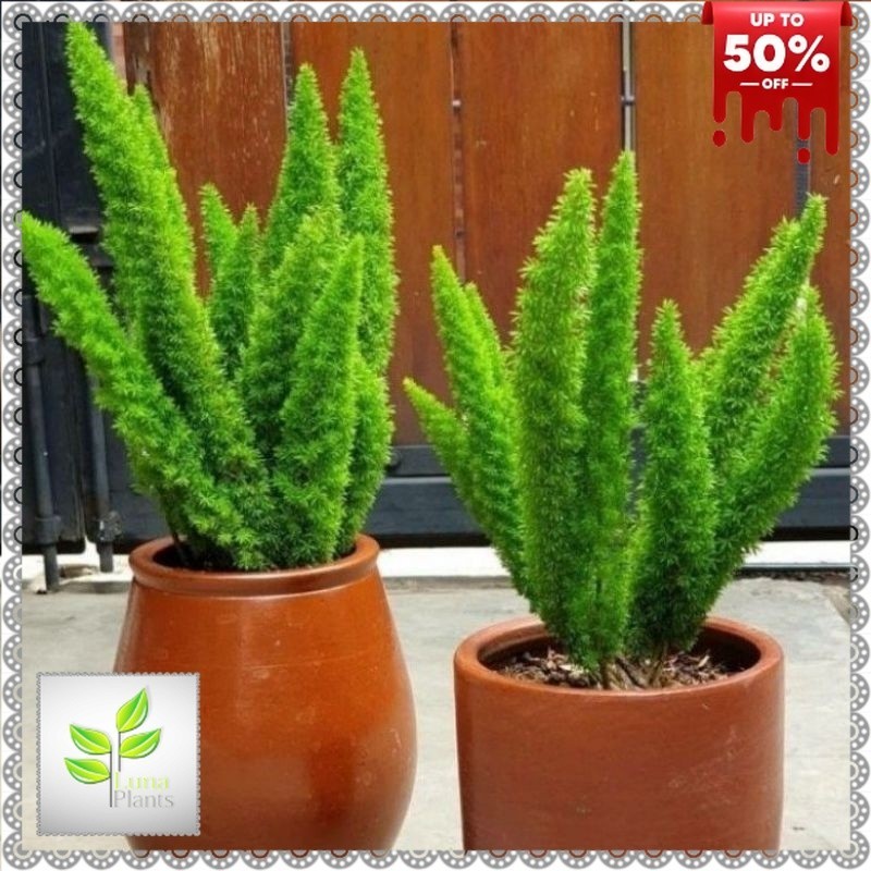 ( BISA COD ) PROMO Tanaman Hias Cemara Ekor Tupay Dewasa Rimbun / Tanaman Hidup Cemara Ekor Tupai / 