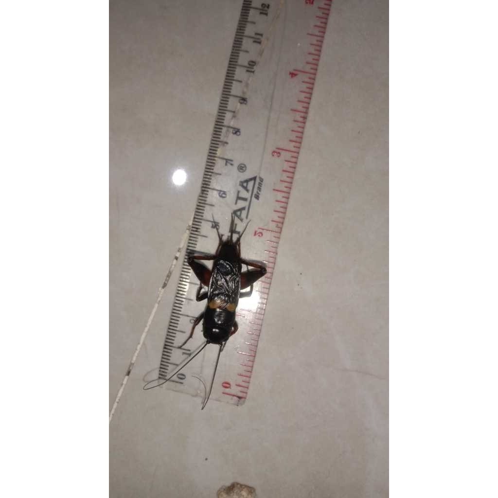 Jangkrik Genggong Aduan Ukuran BIG Jangkrik Ngerik Jeragem  Masteran PengusirTikus