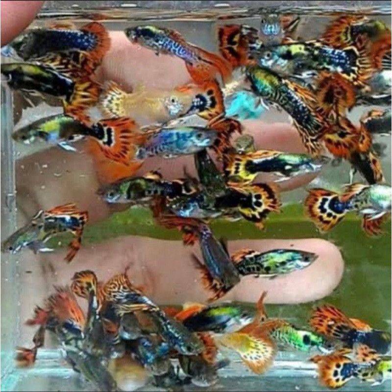 Dekorasi akuarium Guppy Cobra Cendolan Dragon isi 10 Hiasan Aquarium Cantik