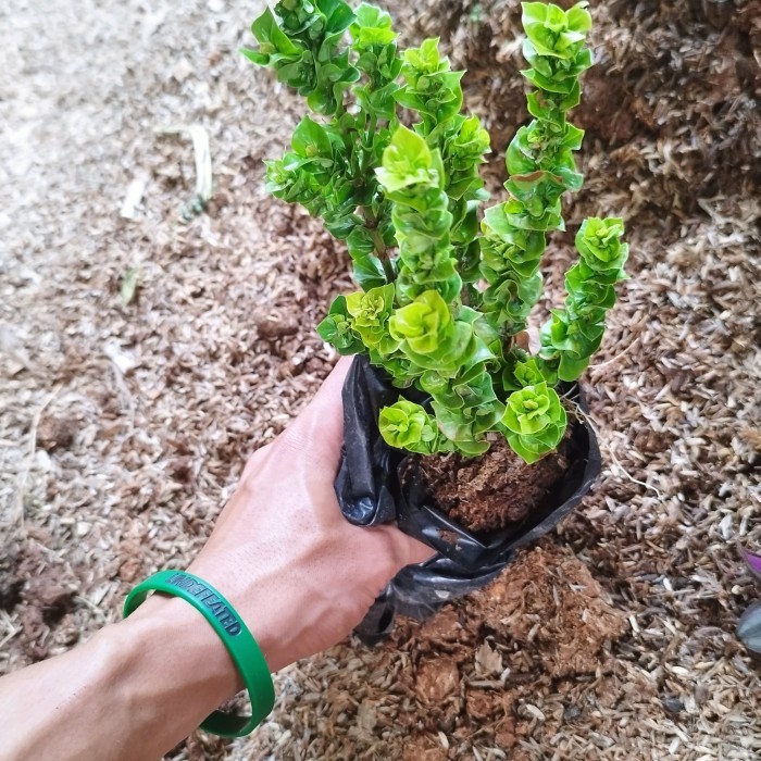 bibit bunga asoka tusuk sate bunga merah | tanaman soka tusuk sate