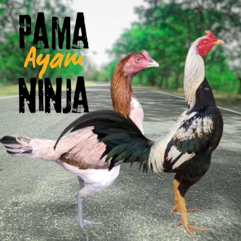 

telur ayam Pama ninja original petarung bisa untuk di tetaskan