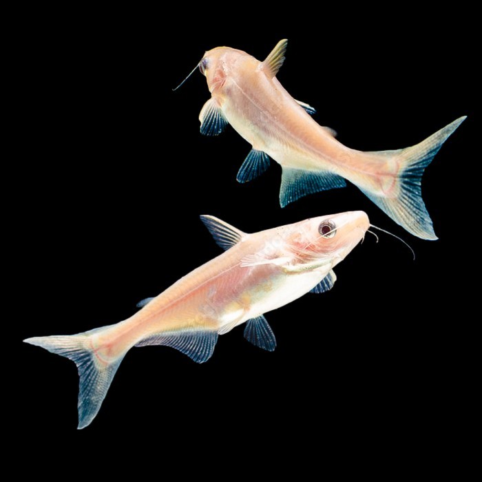 Pangasius Hypophthalmus Albino / Patin Albino
