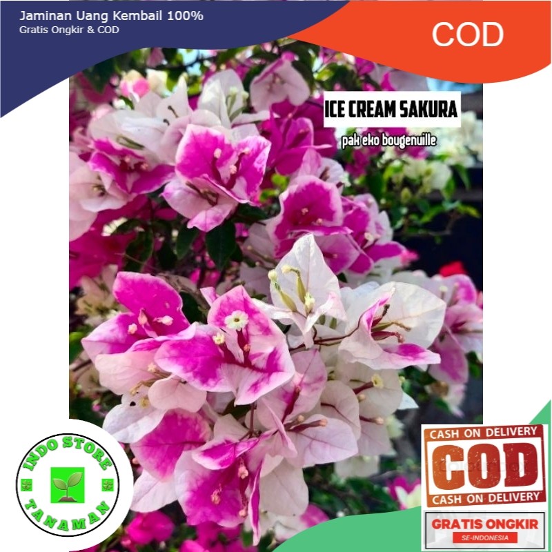 bougenville ice cream sakura (COD)