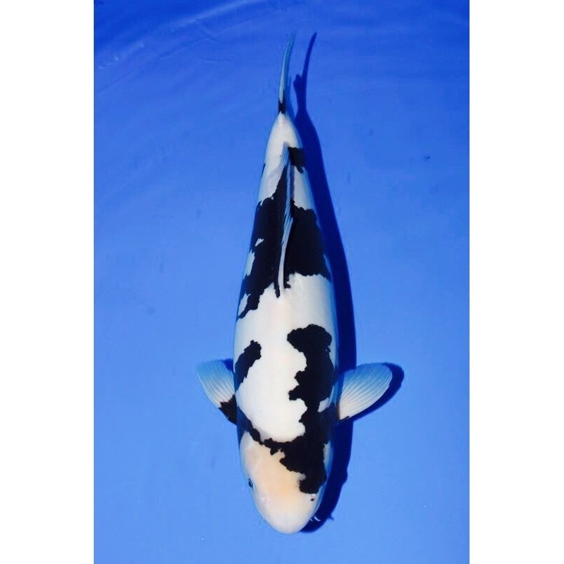 

KOI SHIRO SIZE 20-25CM