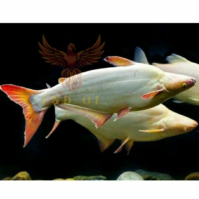 Dekorasi hiasan aquarium Bibit Ikan Patin ALBINO Uk 7-9cm (Gen jumbo) BISA COD