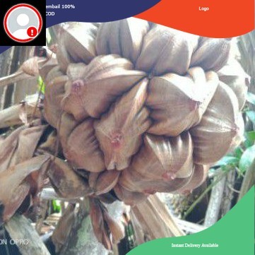 

Buan Nipah / Buah Dahon Tua Fresh 1 Kg