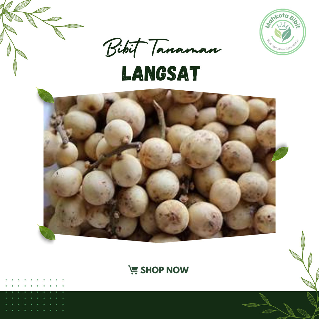 Bibit Langsat Bibit Buah Langsat Super Berkualitas[ SIAP KIRIM ]