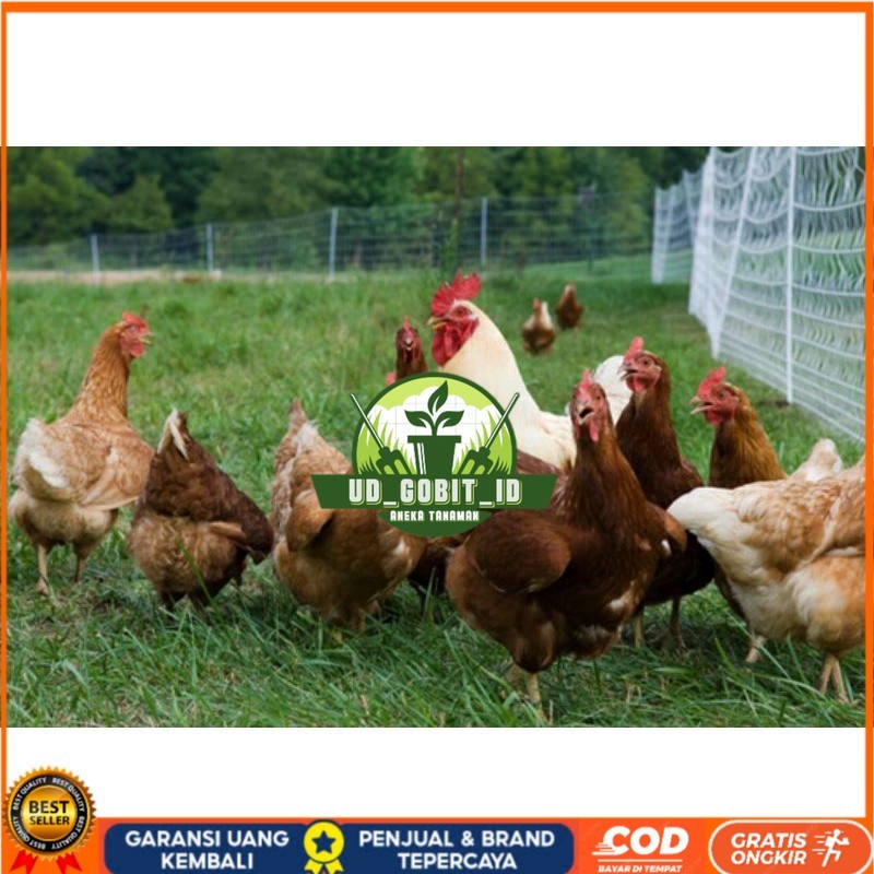 

TELUR AYAM RAS PETELUR TANGGUH UNTUK DI TETASKAN UD_GOBIT_ID