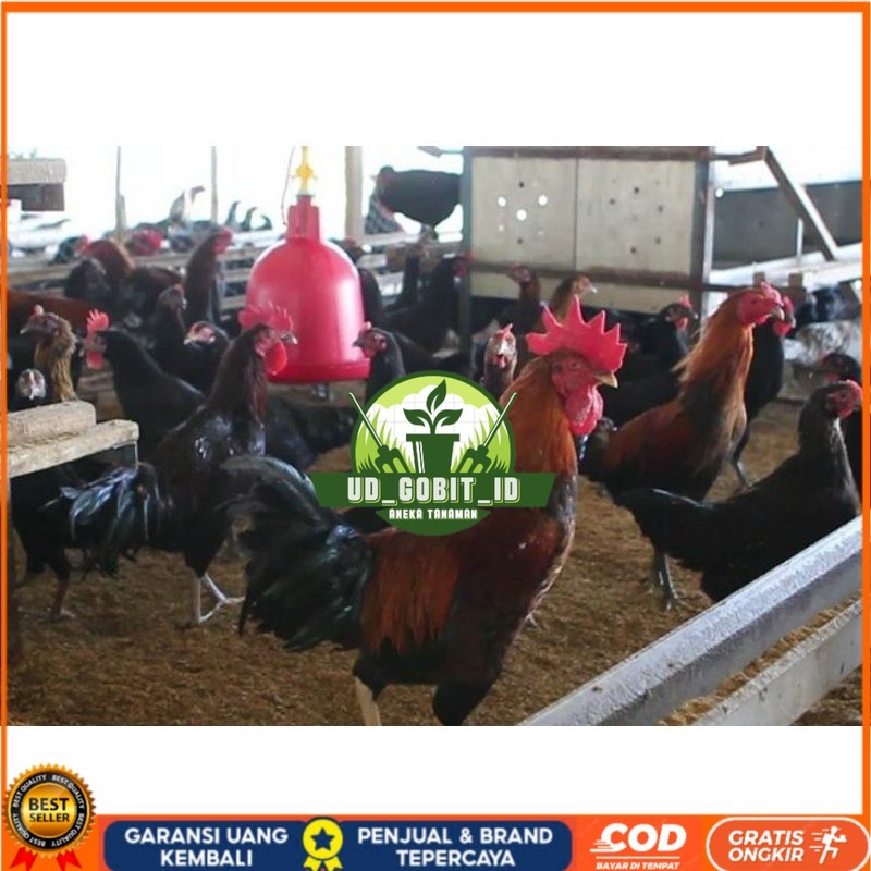 

TELUR AYAM KUB 2 JALUR PETELUR TANGGUH UNTUK DI TETASKAN UD_GOBIT_ID