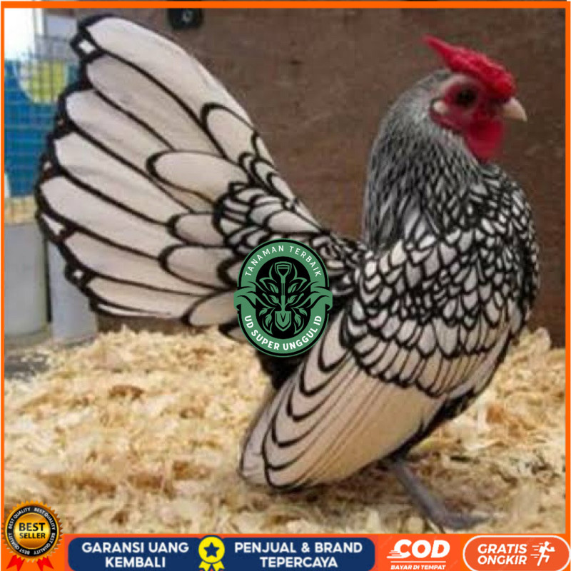 

TELUR FERTIL AYAM BATIK ITALY UNTUK DI TETASKAN UD_SUPER_UNGGUL_ID