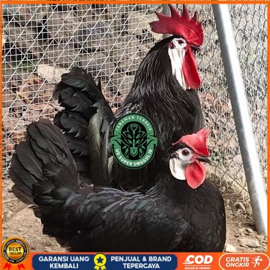 

Telur ayam white face spanish / telur ayam hias fertil siap cod UD_SUPER_UNGGUL_ID