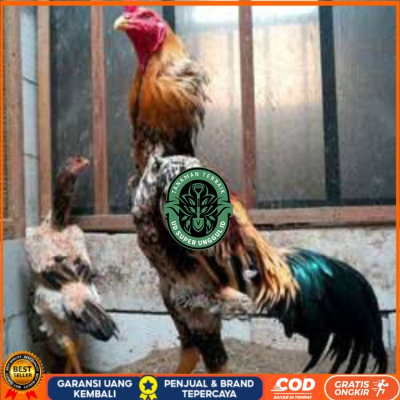 

TELUR TETAS AYAM SHAMO EROPA UNTUK DI TETASKAN UD_SUPER_UNGGUL_ID