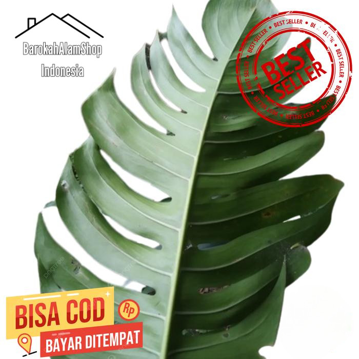 

Daun ekor naga segar baru potong ( Fresh Cut ) Dengan tangkai dau dekorasi