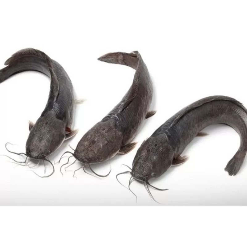 

New ikan Lele bersih 500grPremium