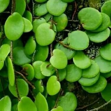 

ready stok daun picisan sisik naga obat 200gram