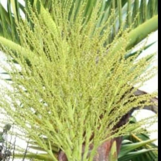 

Bunga pinang segar 500 gram