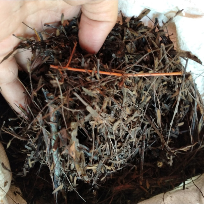 Media Tanam Kaliandra//Media Anggrek.