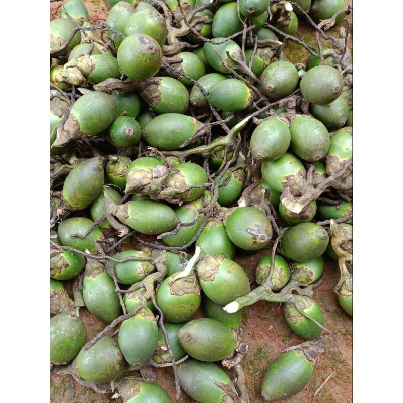 

MC-19 TERLARIS BUAH PINANG MUDA FRESH 1Kg herbal stamina