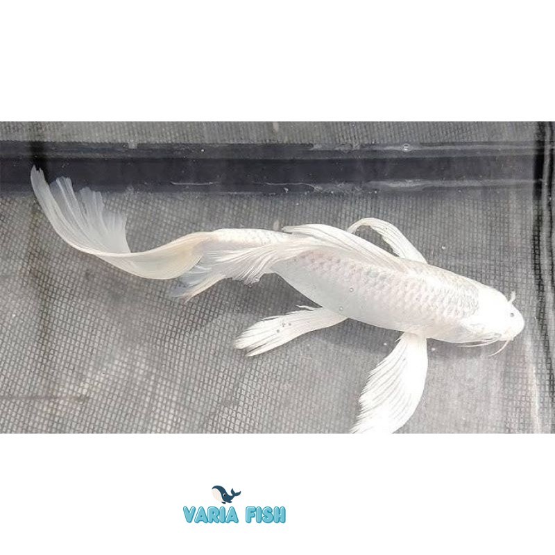 Koi Platinum Slayer size 20-23 cm Bonus packing