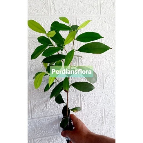 TANAMAN STEK BRINGIN KIMENG