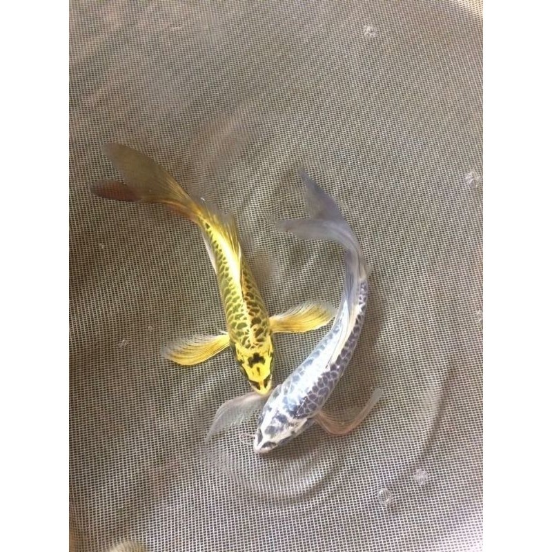 H Hiasan Terlaris Paket 10 Ekor Koi Metalik Slayer Sisik Naga Size 8-10 Cm Full Gondrong Warna Mix B