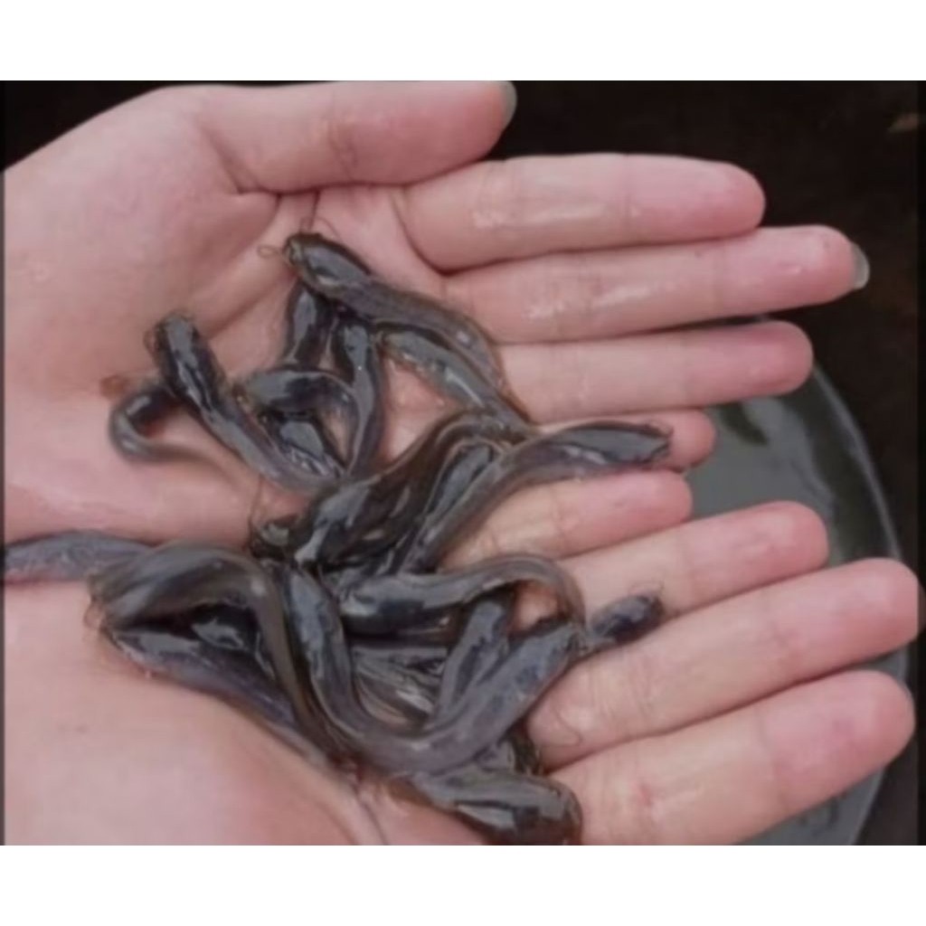 Hiasan Bibit Lele Sangkuriang Per 100Ekor Ukuran 56