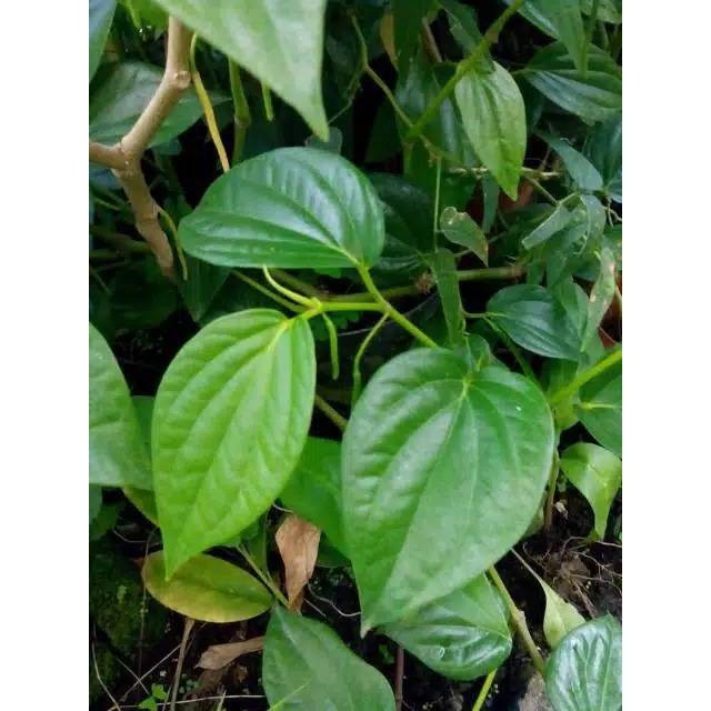 

Daun Sirih Hijau obat herbal per 100 lembar