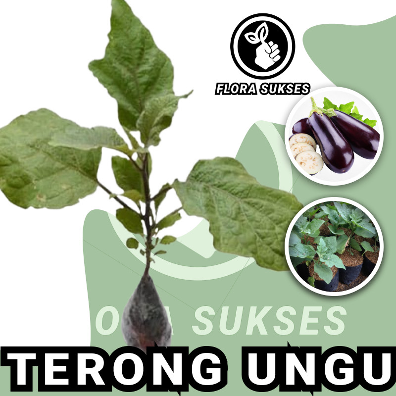 Tanaman Terong Ungu Terong Panjang Siap Berbuah