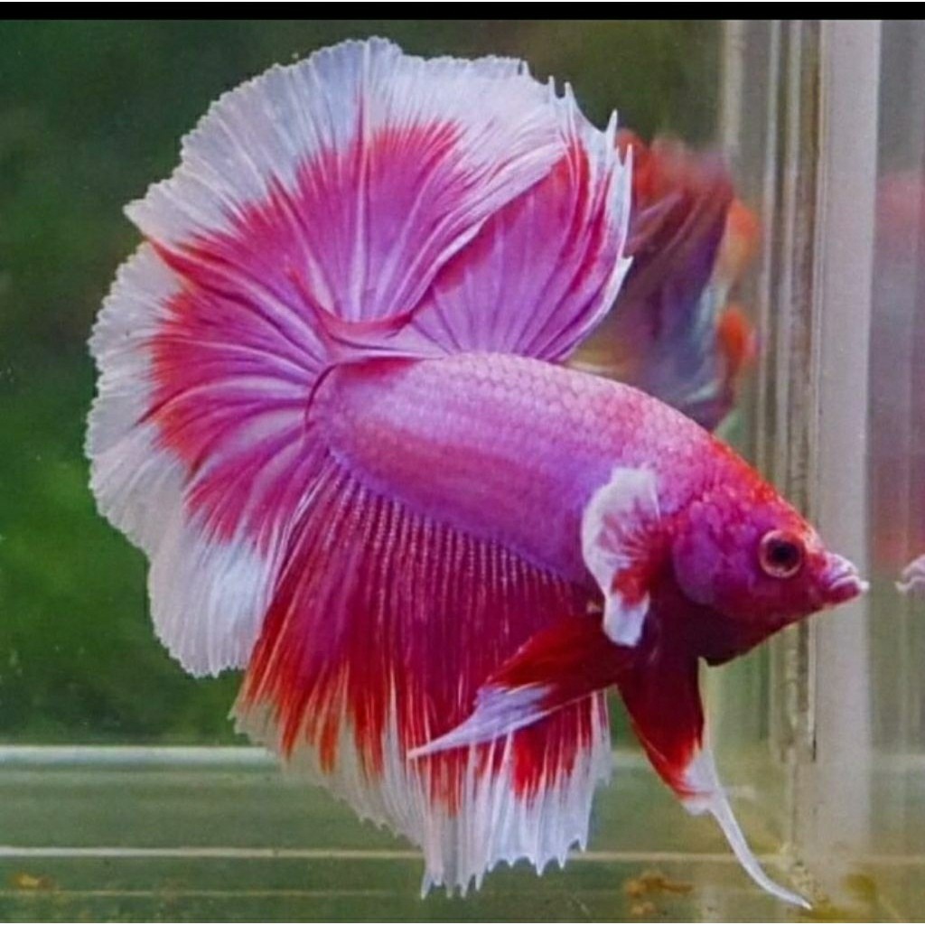 Hiasan cupang halfmoon big ear