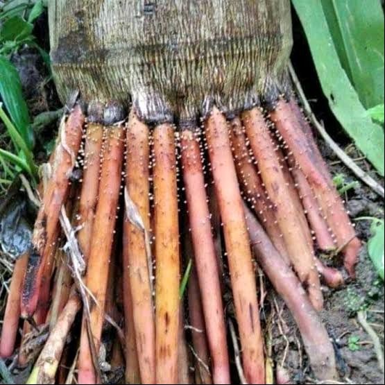 

Akar Pinang/Jambe Segar 1 Kg, Asli Original Herbal Alami