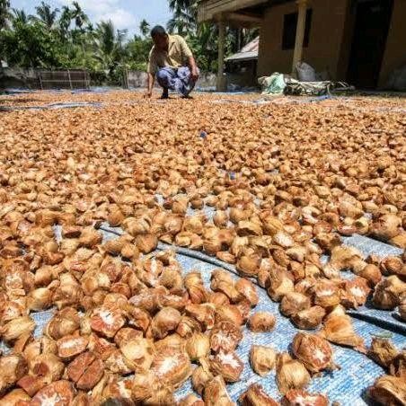 

Buah Pinang/Jambe Kering Asli Herbal Kemasan 1 Kg dan 500g