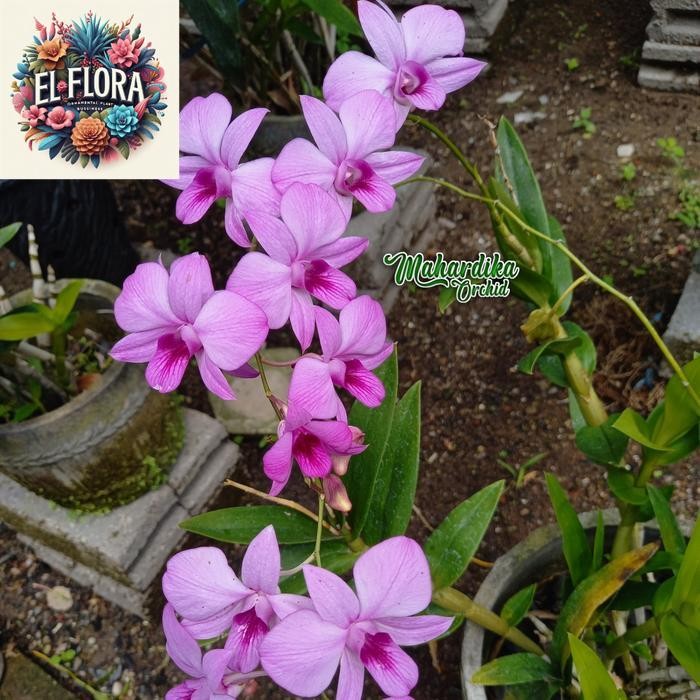 BUNGA HIAS ANGGREK DENDROBIUM LARAT (PHALAENOPSIS LARAT)