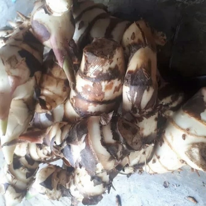 

UMBI GANYONG PUTIH 500gram, BARU DIPETIK