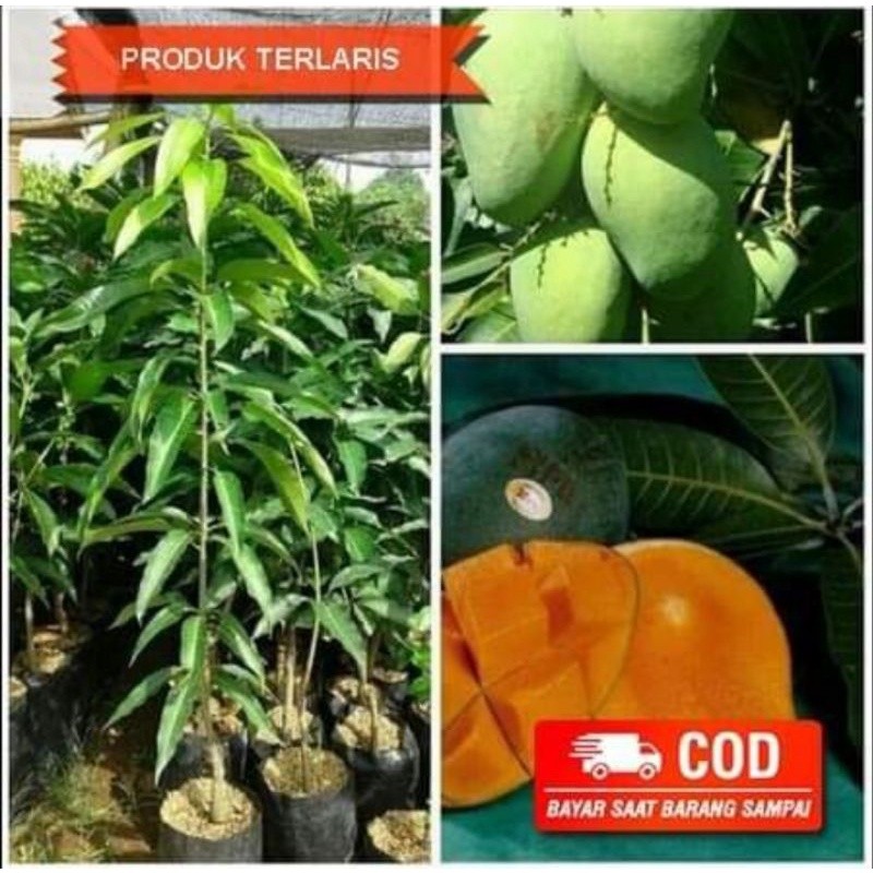 bibit mangga alpukat BERBUNGA 1 meter up