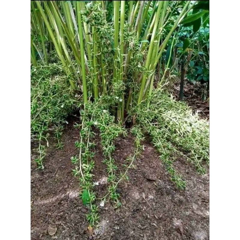 bibit kapulaga india super kapulaga hijau super K. D