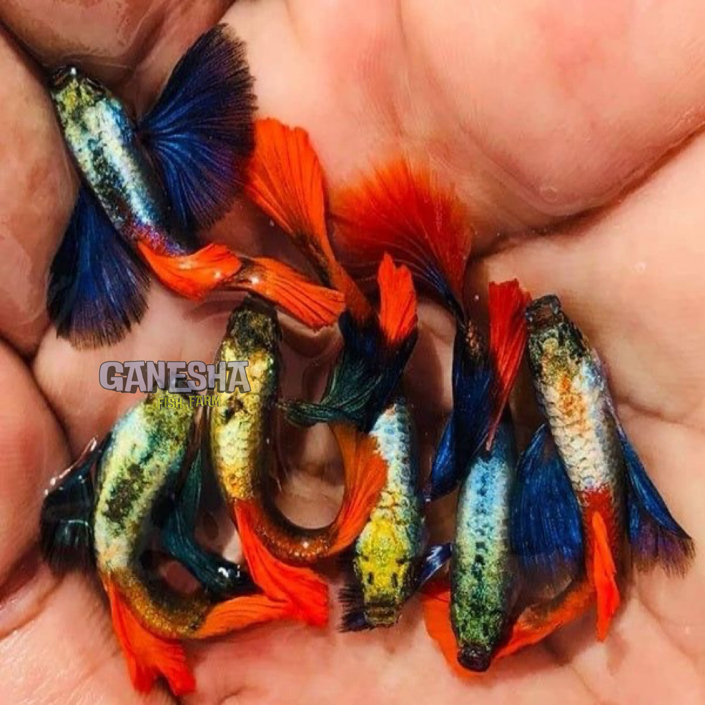 PAKET GUPPY PRTDE 2 PAIR PASANG BERGARANSI