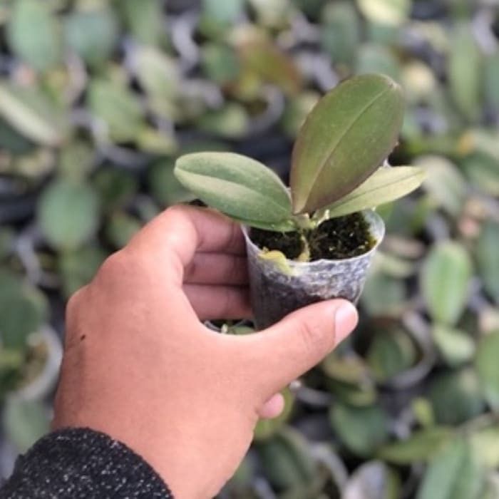 bibit anggrek bulan bibit