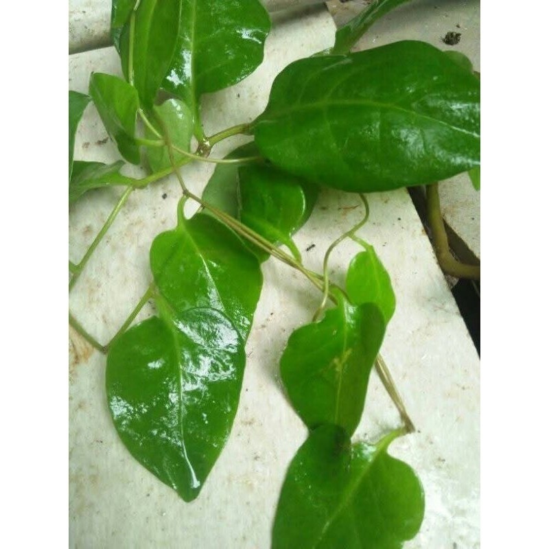

daun binohong hijau 1kg K. D Jaya J.Y.A Jya