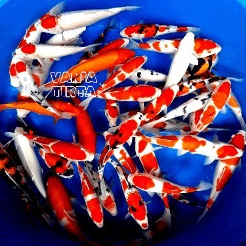 Bibit Koi Blitar cantik Grade A harga termurah 8-10 CM