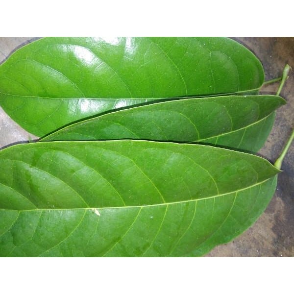 

Tanaman Obat Herbal Alami Daun Hantap Obat Batu Ginjal 100gr