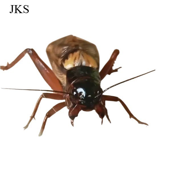 JANGKRIK ( SUPER BESAR ) ukuran besar JKK JANGKRIK HIDUP SUDAH SAMA KANDANG / JANGKRIK ADUAN / JANGK