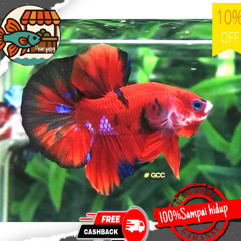 Hiasan aquarium CUPANG GIANT KOI GALAXY bahanan