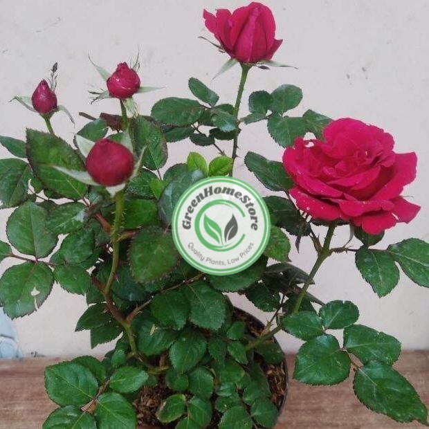 Tanaman Hidup Bunga Mawar merah