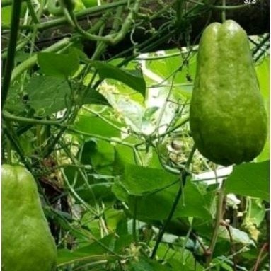 

Promo labu siam' labu sayur