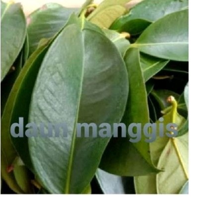 

Daun manggis 209 lmbar' daun manggis herbal .