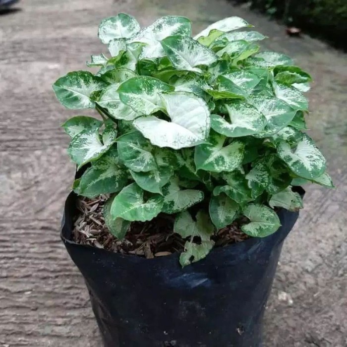 

silahkan COD Tanaman hias syngonium podophyllum/keladi mini lokal .