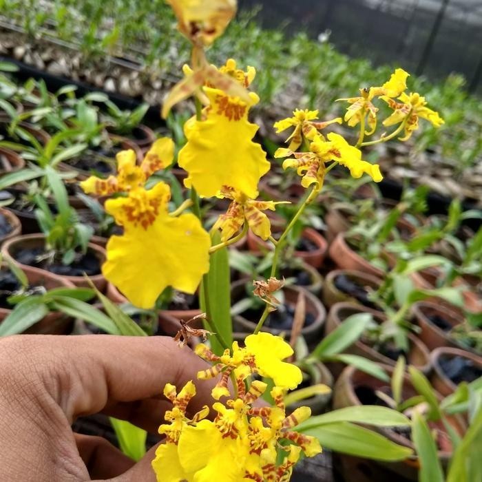 Anggrek golden shower Oncidium