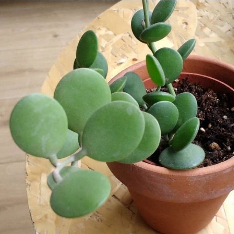 ( BISA COD ) Tanaman Hias Gantung Hoya Coin Peperomia Hoya Koin / Tanaman Hidup Hoya Coin Bunga Hias